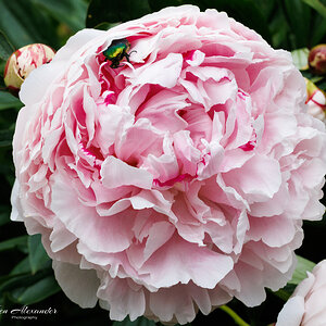 KR5_Garden_01_Peony_1.jpg