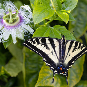 Swallowtail & Passion flower