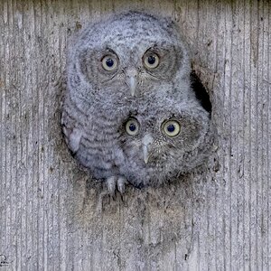 Eastern Screech Owl babies