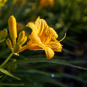 Day lily with morning dew
