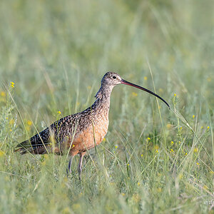 Curlew.jpg