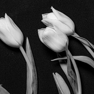 Tulips B&W-6877.jpg