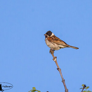 Common Reed Bunting.jpg