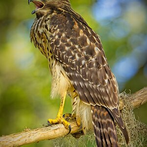 Juvenile Red-Shouldered Hawk