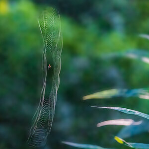 Spider web floating in the breeze