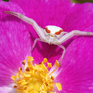 Goldenrod Spider.jpg