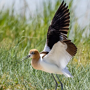 Avocet