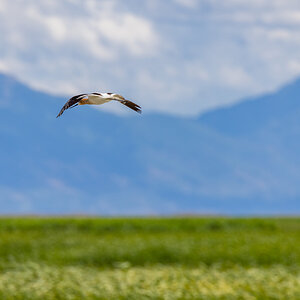 Avocet (Bear River Refuge, N Utah)