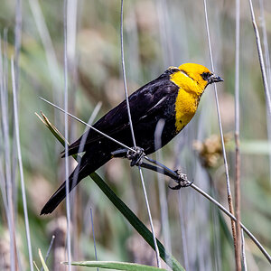 Yellow Headed Blackbird (Bear River Refuge, N Utah)