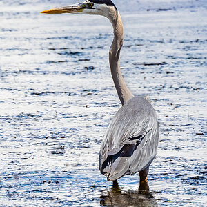 Great Blue Heron (Bear River Refuge, N Utah)