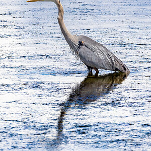 Great Blue Heron (Bear River Refuge, N Utah)