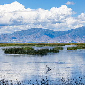 Great Blue Heron (Bear River Refuge, N Utah)