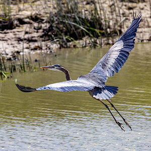 Great Blue Heron (Bear River Refuge, N Utah)