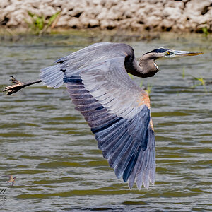 Great Blue Heron (Bear River Refuge, N Utah)