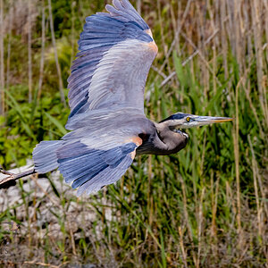 Great Blue Heron (Bear River Refuge, N Utah)