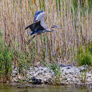 Great Blue Heron (Bear River Refuge, N Utah)