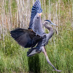 Great Blue Heron (Bear River Refuge, N Utah)