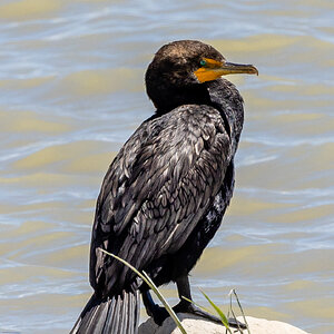 Black Cormorant (Bear River Refuge, N Utah)