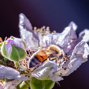 Bee on Blackberry - Logan UT