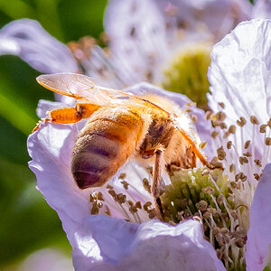 Bee on Blackberry - Logan UT