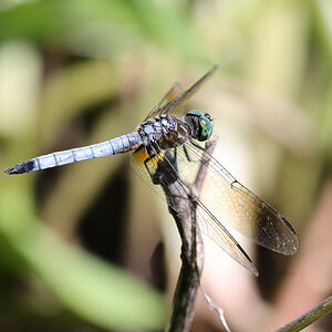 Dragonfly