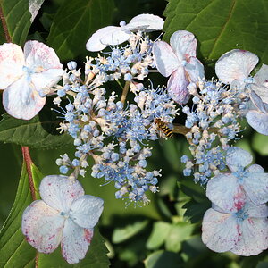 Blue Tree Flowers with a Hoverfly