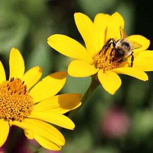 Bee