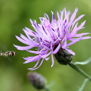 Hoverfly in Hover Mode