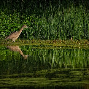 Juv. Yellow-Crowned Night Heron