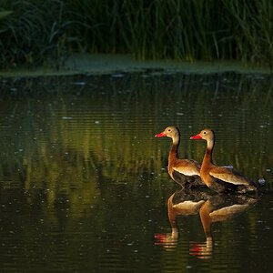 Black-Bellied Whistling Ducks in the early morning