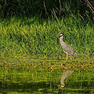 Yellow-Crowned Night Heron