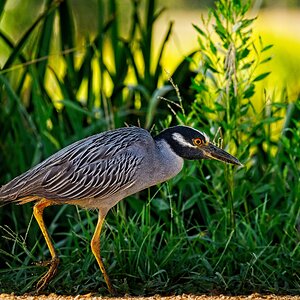 Yellow-Crowned Night Heron