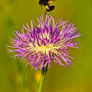 American Basketflower with bee