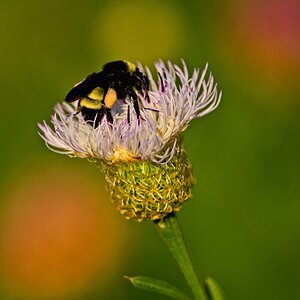 American Basketflower with bee