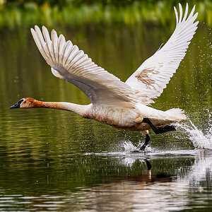 Trumpeter swan on takeoff