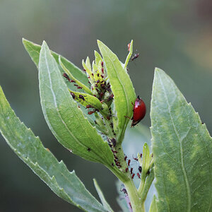 Ladybug and Aphids