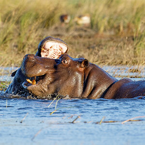 Hippos scraping, Chobe.jpg