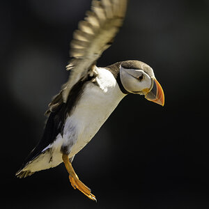 Puffin