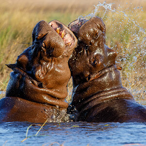 Hippos scraping, Chobe 2.jpg