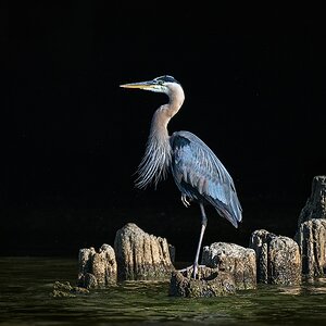 GreatBlueHeron2056.jpg