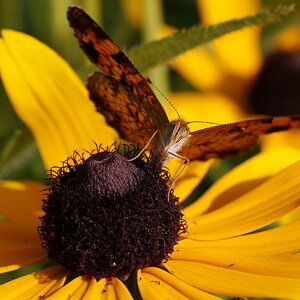 Butterfly Frontal