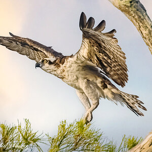 Osprey at Blue Cypress Lake, Vero, FL