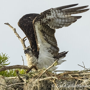 Osprey at his nest