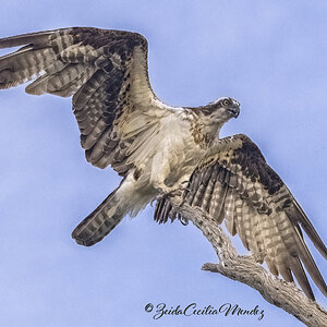 Osprey lands at branch