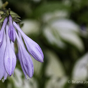 Flowers and Weeds-3.jpg