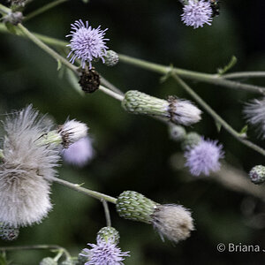 Flowers and Weeds-5.jpg