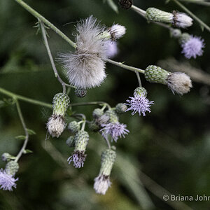 Flowers and Weeds-6.jpg