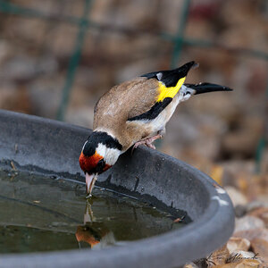 KR5_Garden_Birds-05.jpg