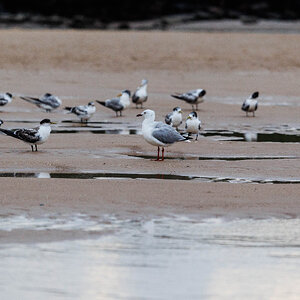 CURRIMMUNDI BEACH-17.jpg