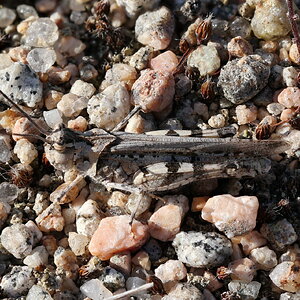 Grasshopper on the Rocks
